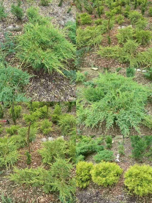 Саджанці хвойних рослин