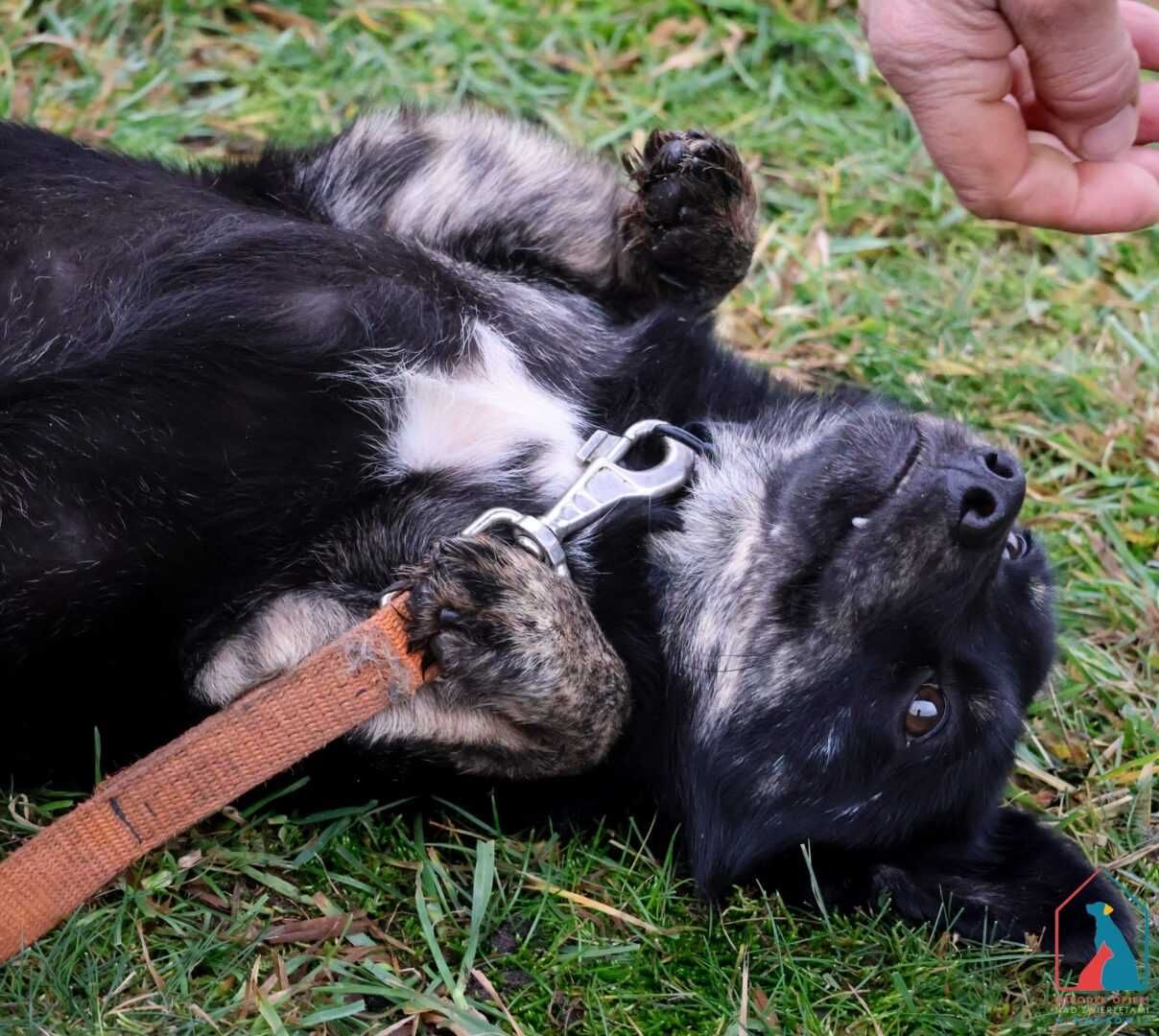 Mały Młody piesek Key szuka domu!