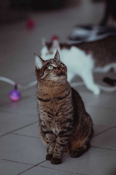 Pięknie umaszczony koucr