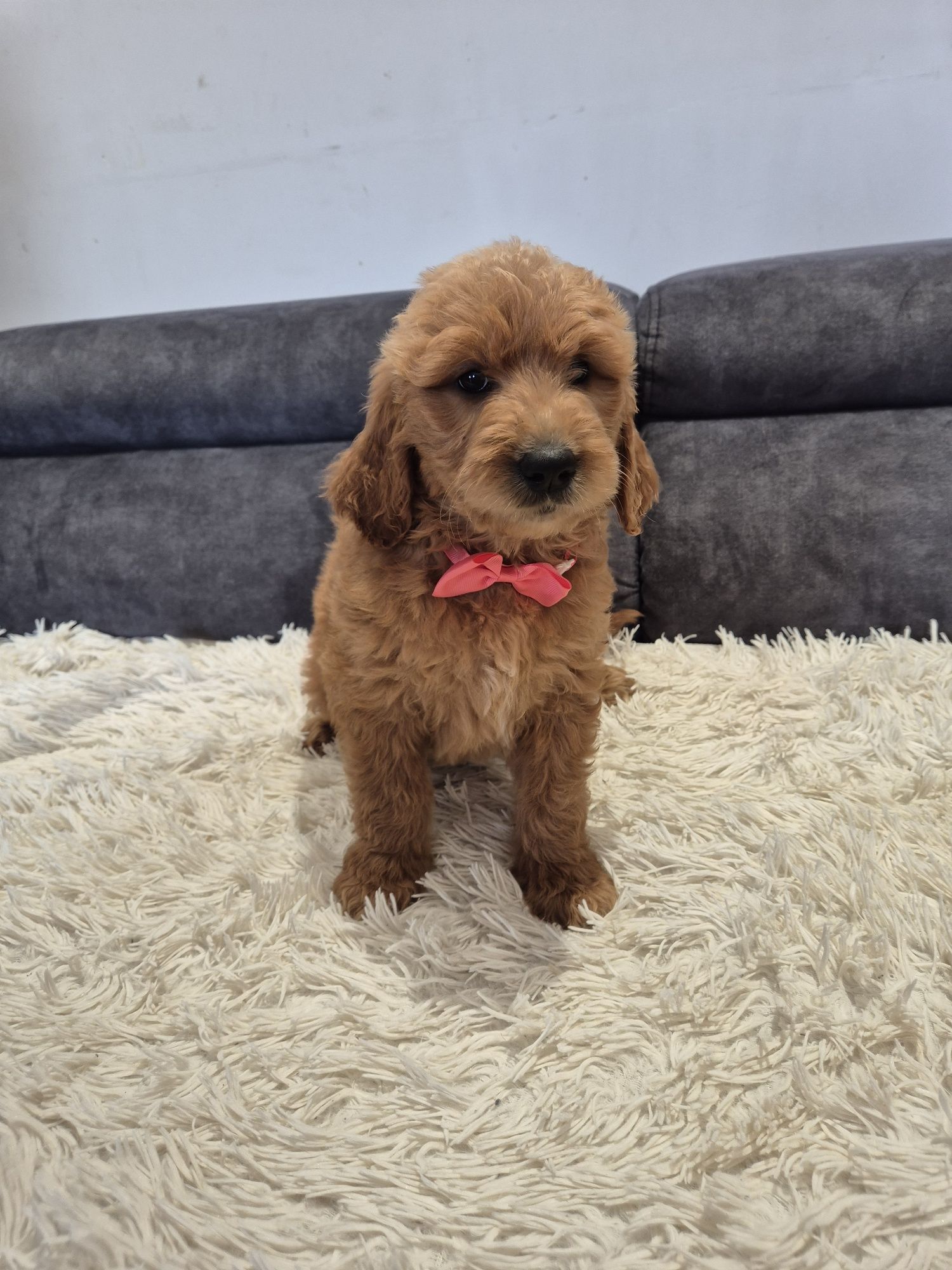 Goldendoodle f1 standard red red-brown