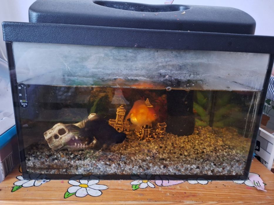 Akwarium z rybkami 300 zł