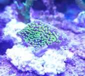 Montipora superstar