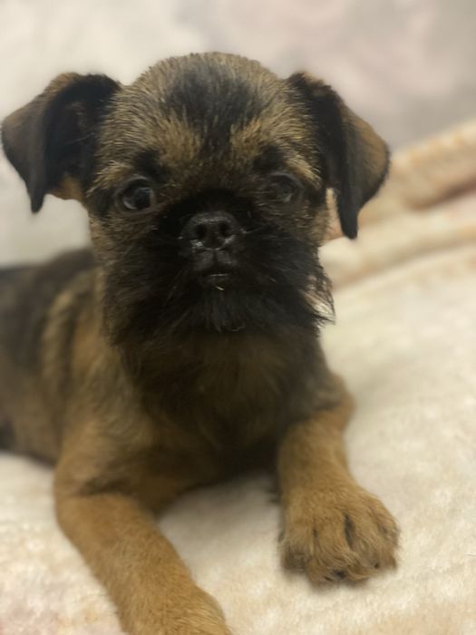 Брюсельський грифон хлопчик