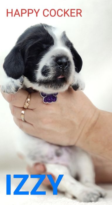 Cocker spaniel angielski blue roan