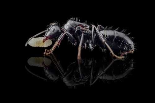 Mrówki Camponotus foreli