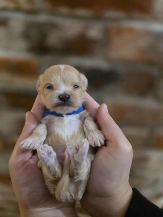 Maltipoo f1  xss piesek do rezerwacji!!!