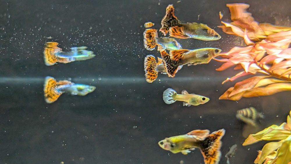 Gupik Dumbo Red Mosaic Samce i Samice