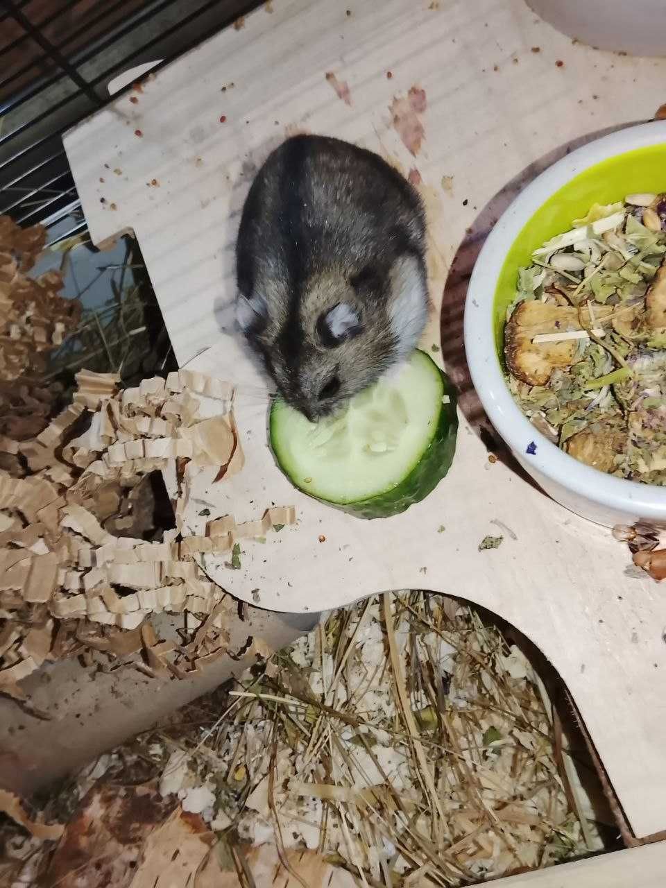 Oddam za 2 chomiki z klatkami, karmą i wyprawką, w dobre ręce.