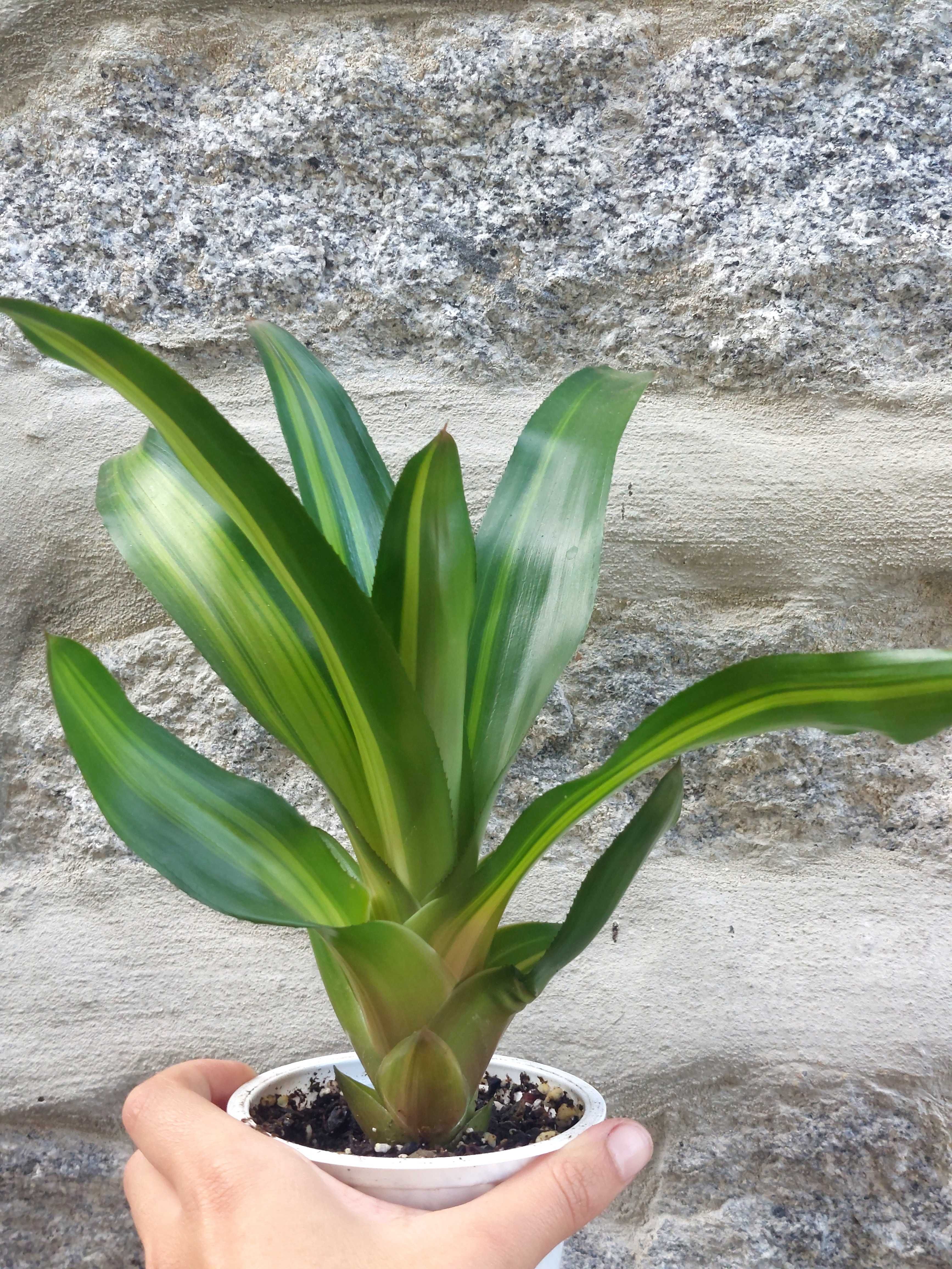 Planta Neoregelia Freddy