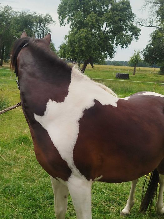 Klacz huculska, zrebna