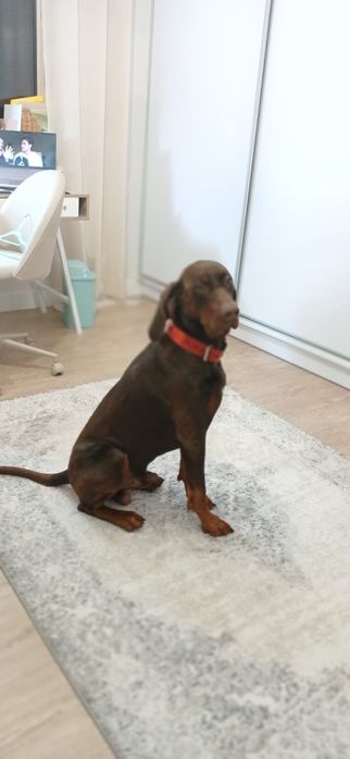 Gończy Polski reproduktor