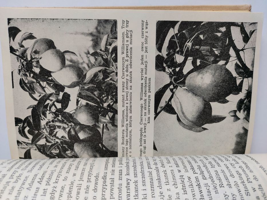 Gdy zakwitną jabłonie - Szczepan Pieniążek