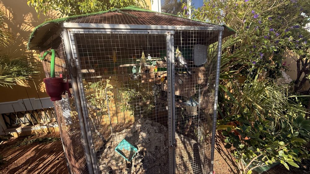 Agarponis Roseicollis(20)+ Periquitos (10)