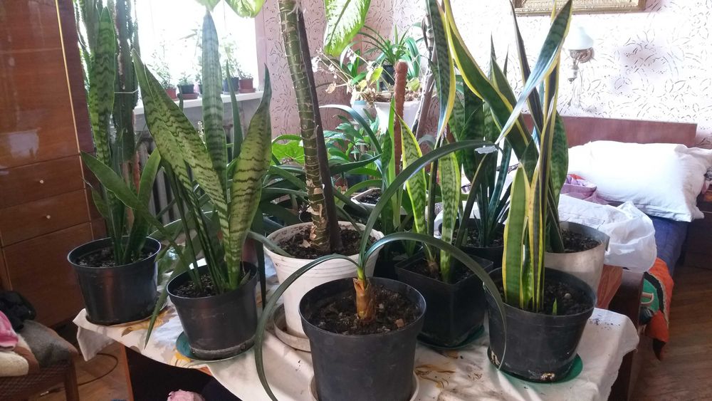Тещин язик, сансівєра, сансіверія (2 вида)
