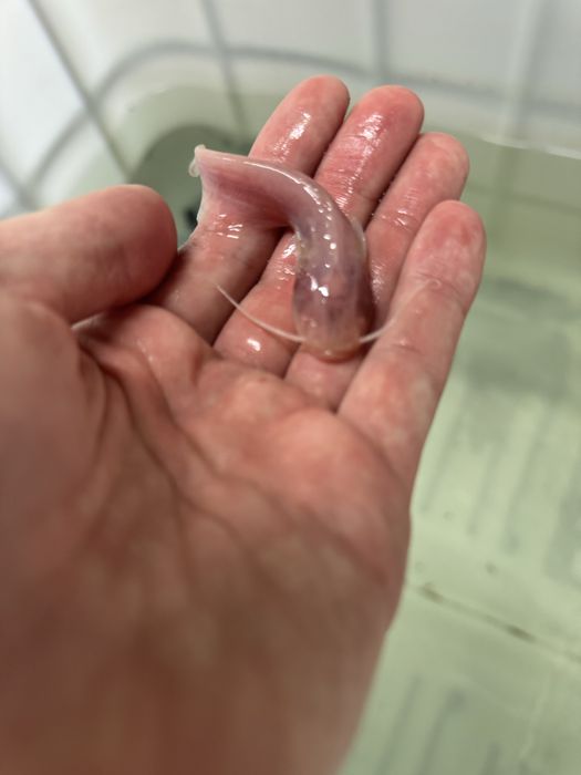 Sum europejski narybek suma inne ryby do stawów i oczek drapieżnik