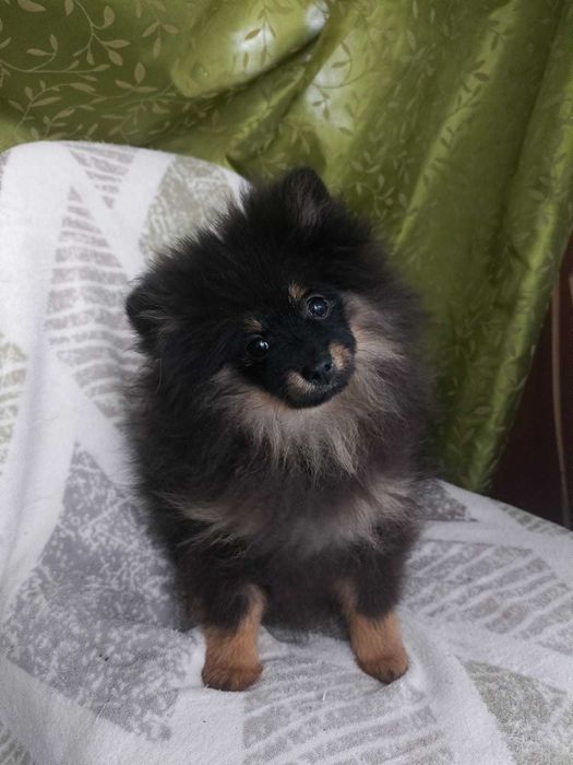 Wzorcowa suczka Małego Szpice Black and tan rodzice FCI