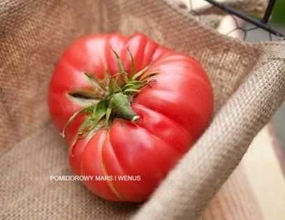 3  Odmiany Nasion Pomidora z Moich Ogłoszeń
