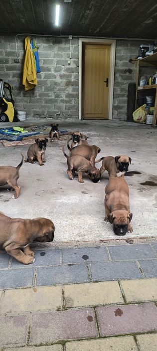 Szczenię bokser rasowe