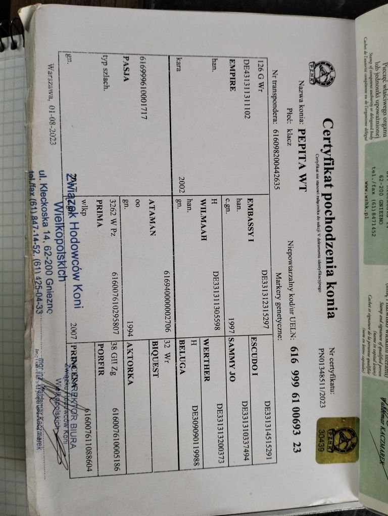 Trzy letnia klacz SP,po ogierze ujezdzeniowym Empire