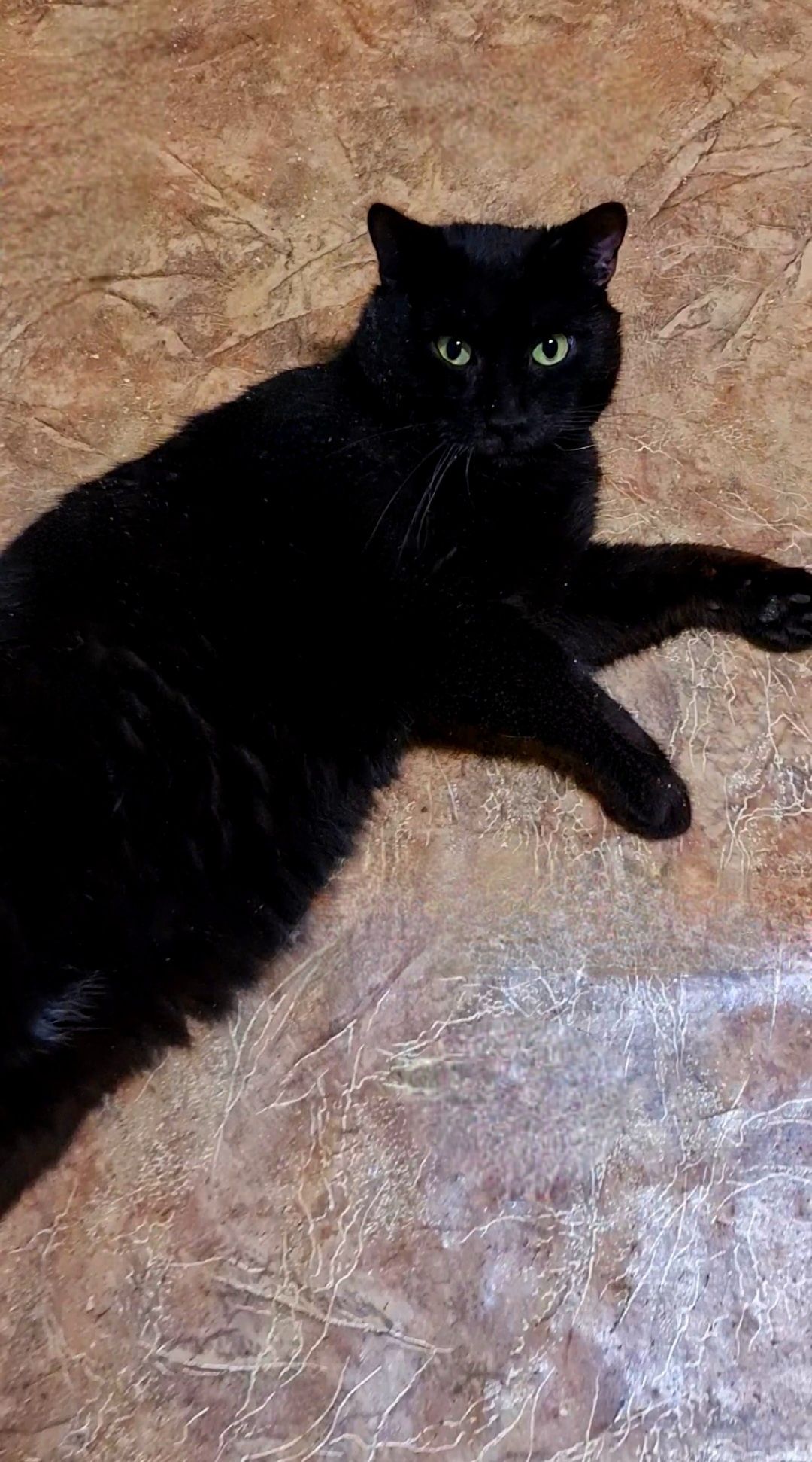 Черный котик Чорний кот ищет дом