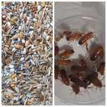 100 szt. Karaczana, mieszanka ziaren 100 gram