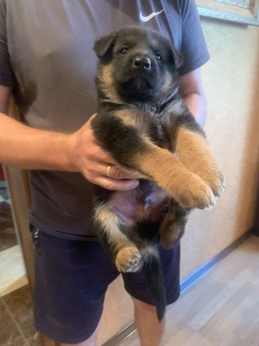 Цуценята Німецької вівчарки