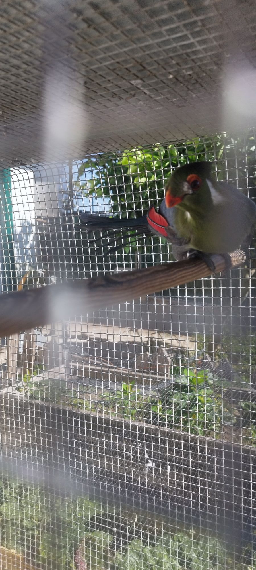 Turaco leucotis (tauraco face branca )
