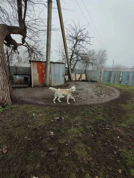 Будинок для справжнього господаря! Полтавський район.