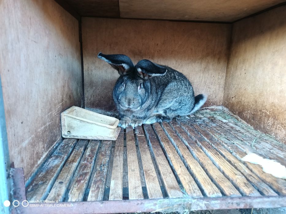 Olbrzym belgijski samce