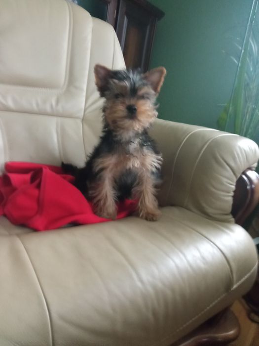Yorkshire terrier - piesek