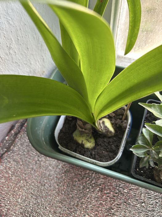 Продам гіпеаструм