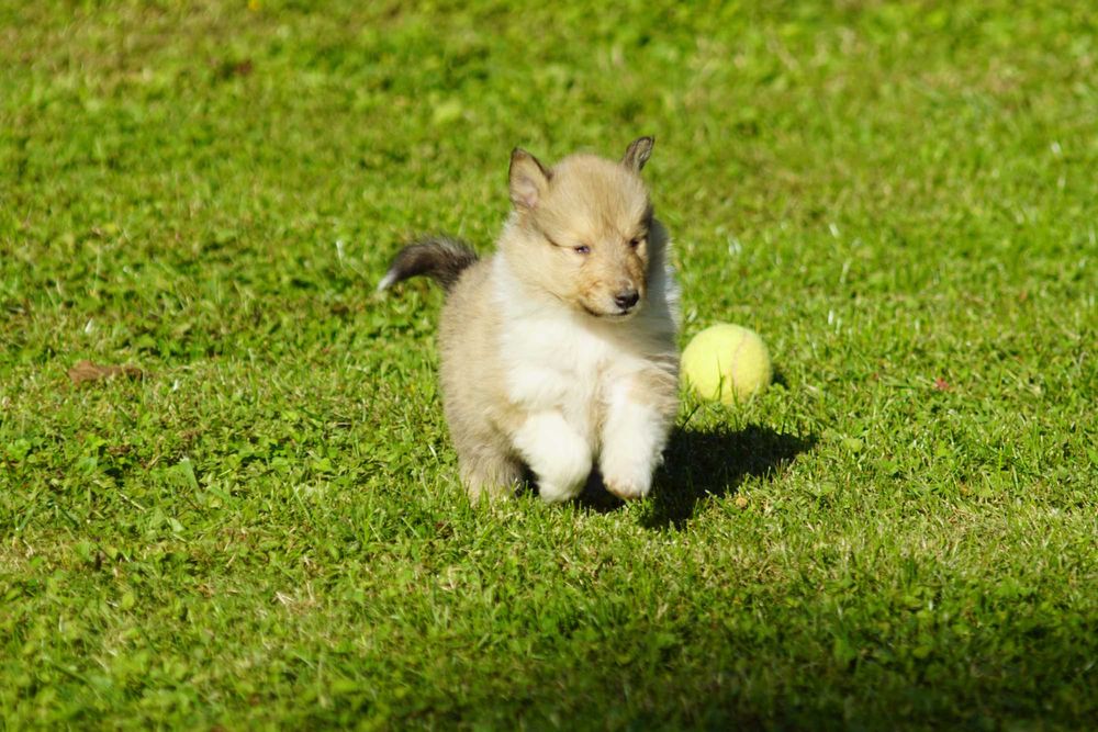 Owczarek Szkocki Długowłosy Collie