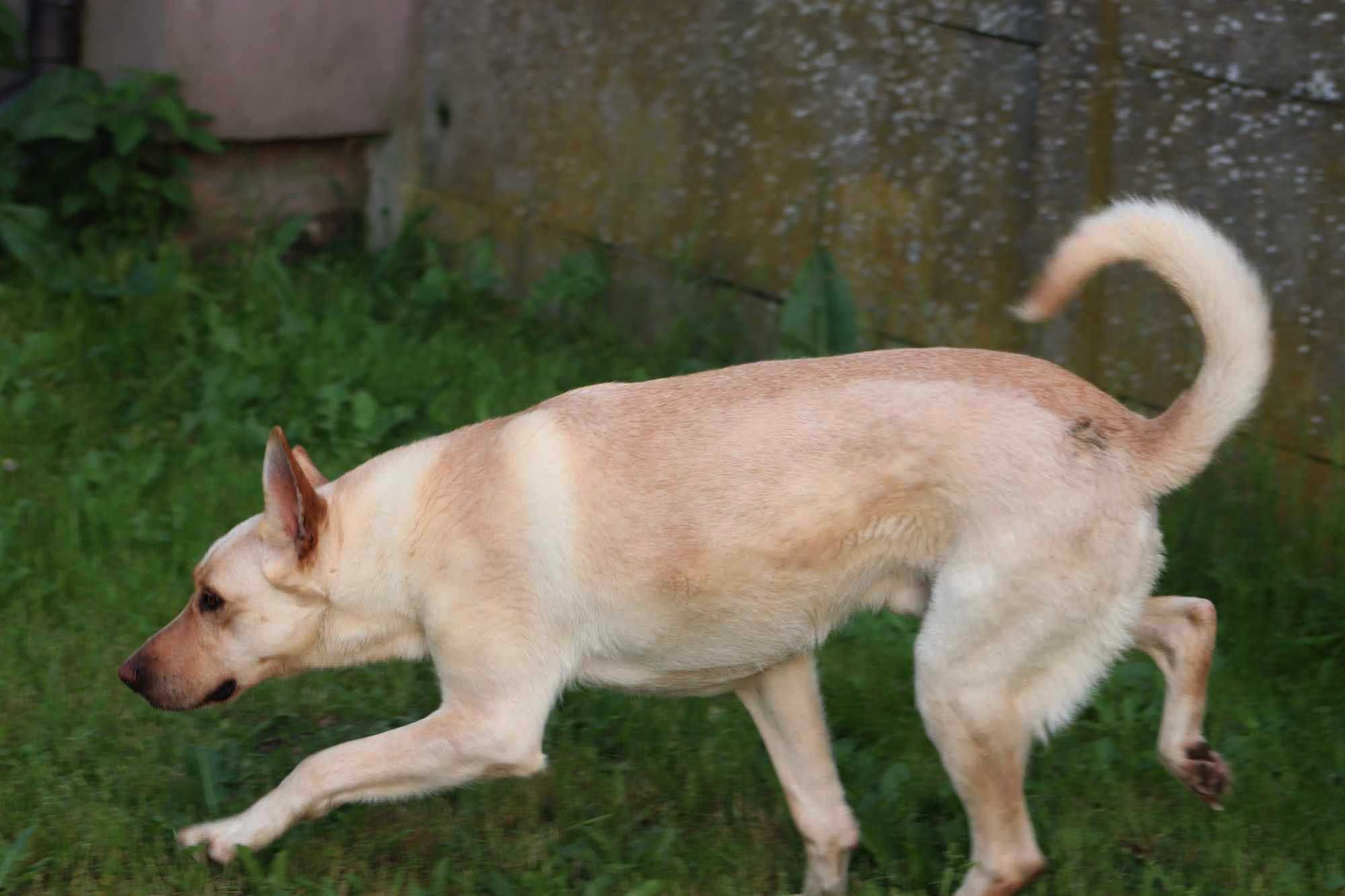 Adoptuj ZDUNKA. Szuka domu