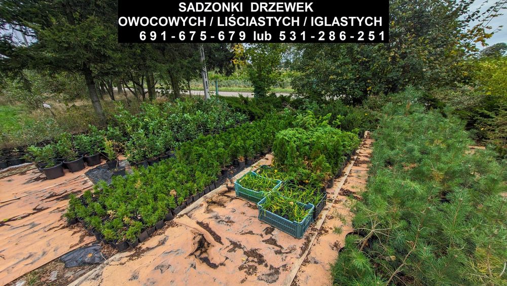 Sadzonki drzewek owocowych/liściastych/iglastych oraz krzewów