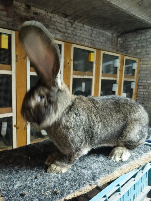 Samiec belgijski olbrzym szary