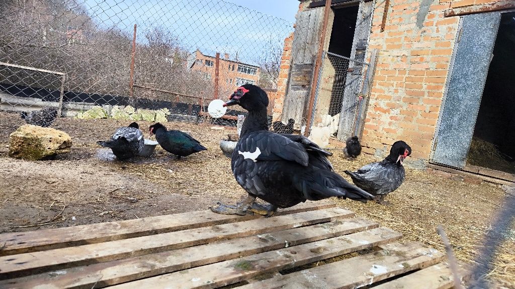 Продам ія мускусних голубих качок