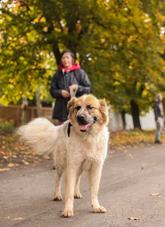 Niesamowicie skrzywdzony, charakterny Lazur szuka doświadczonego domu!