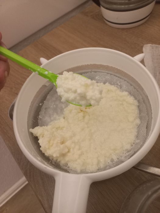 Grzybek tybetański kefirowy