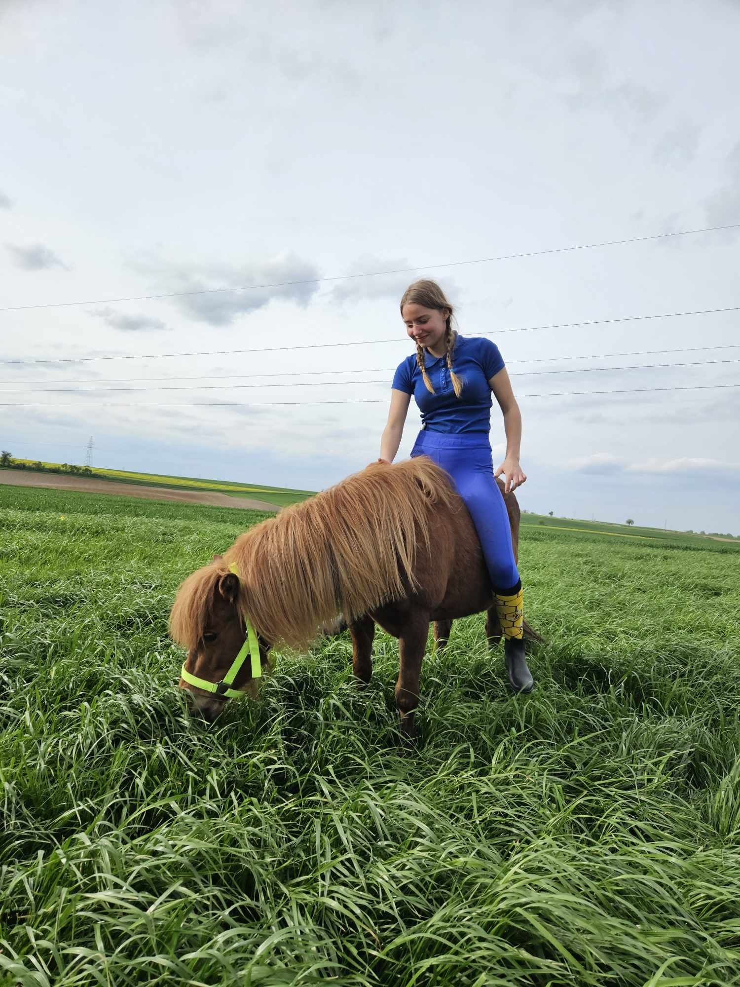 Śliczny kucyk klacz kasztanka