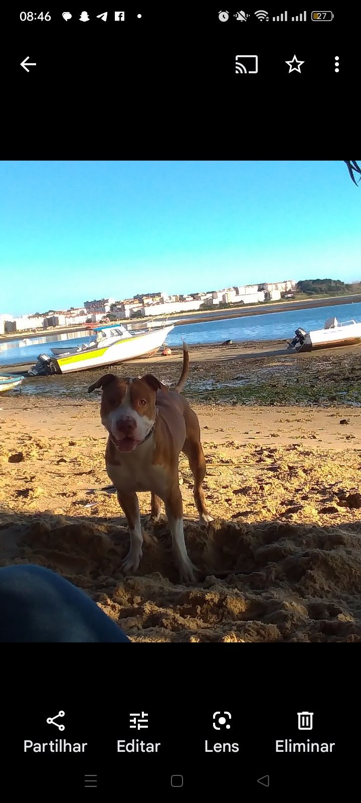 Dá se pitbull com 4 anos