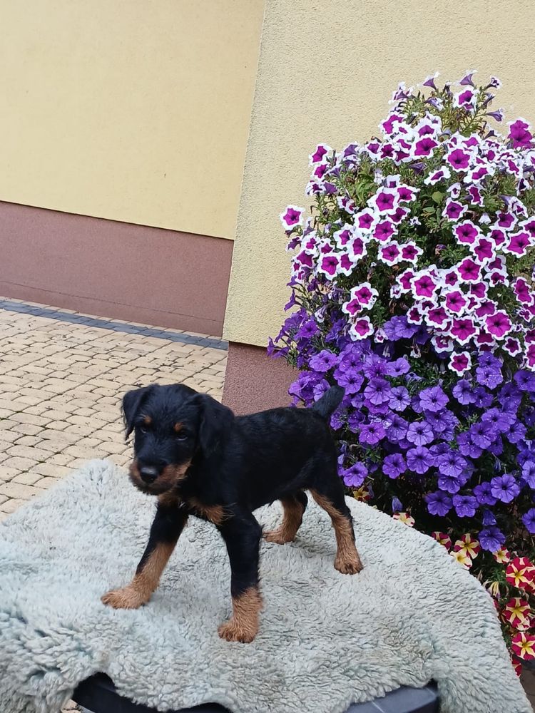 Terrier niemiecki śliczny piesek