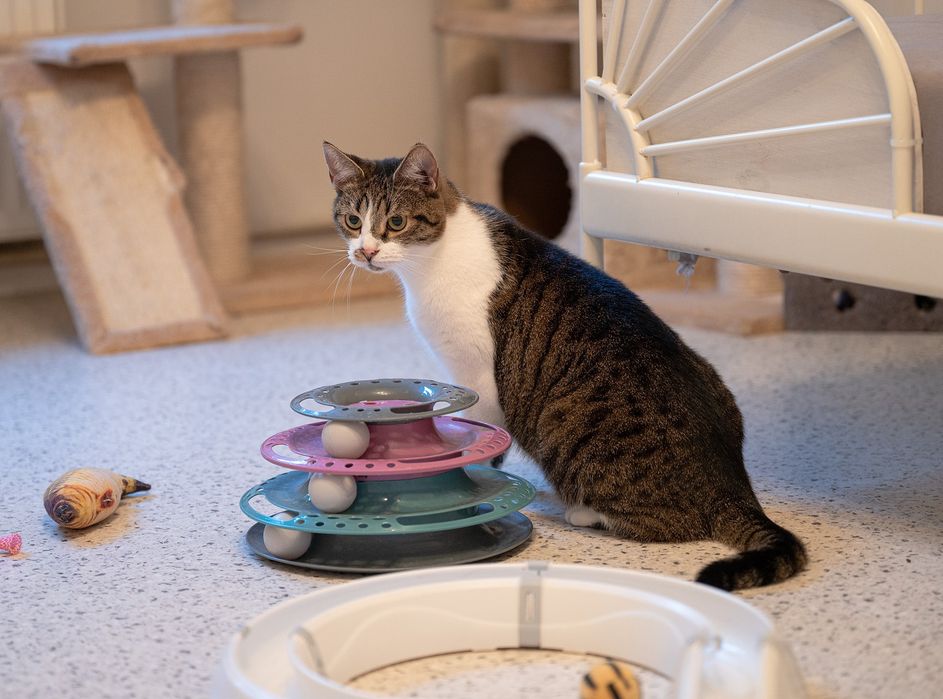 KLAWA - koteczka która szuka domku