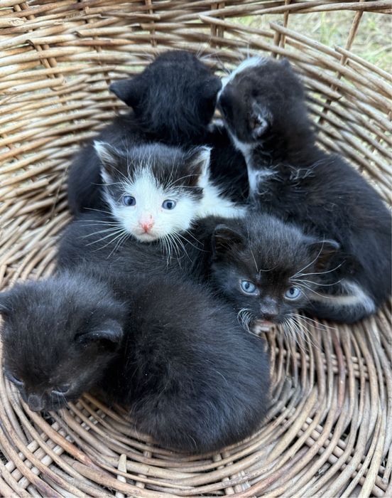 3kotki do adopcji