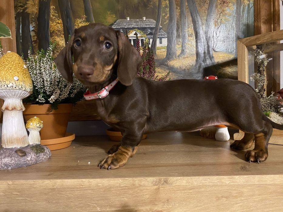 Jamnik suczka czekoladowa miniatura