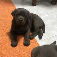 Labrador Retrivier