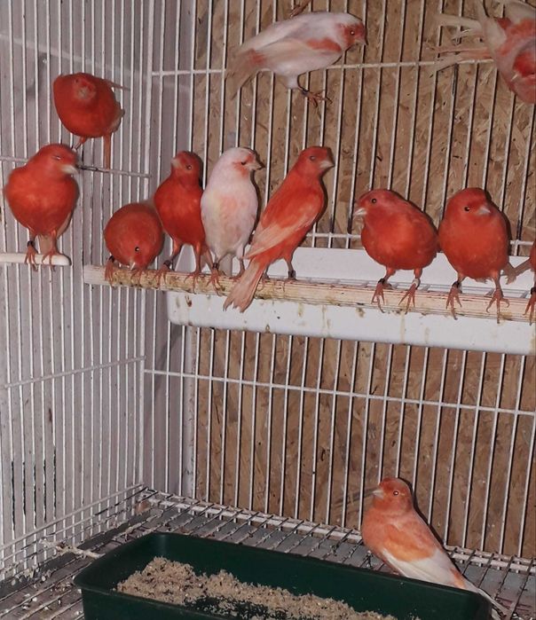 Vendo canários apartir de 10€