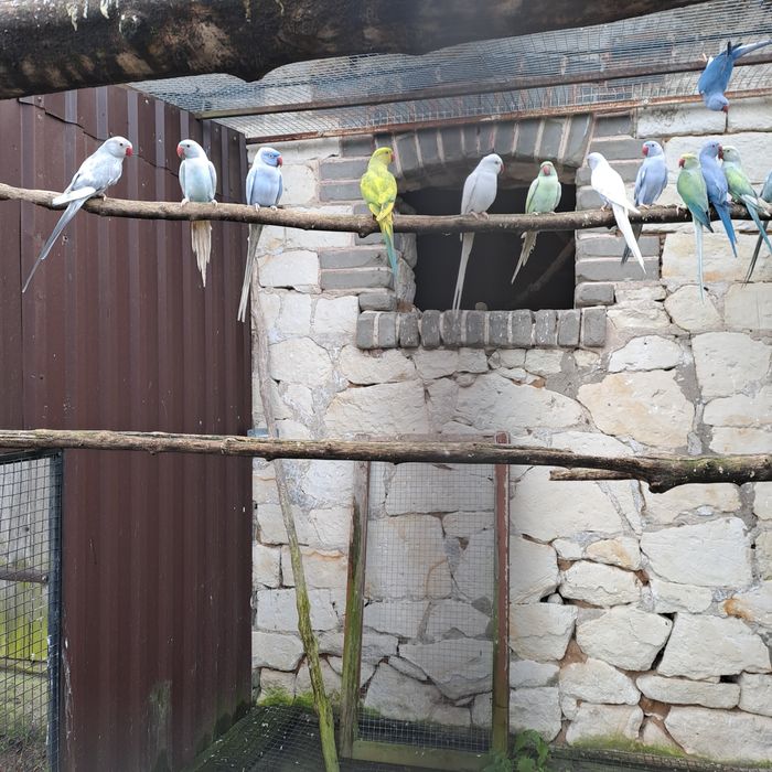 Aleksandretta aleksandretty