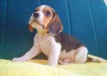 Beagle  trikolor