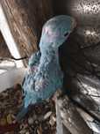 Ring neck Azul para criar a mão