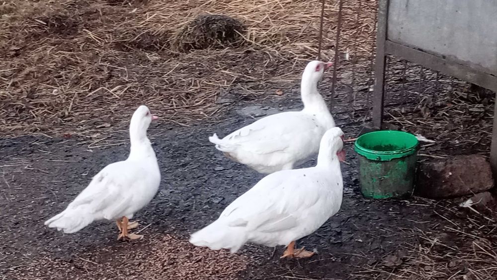 Sprzedam kaczki/kaczory żywe